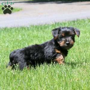Lucas, Yorkie Puppy