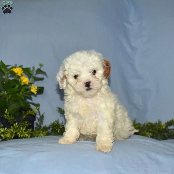 Lucky, Cavapoo Puppy