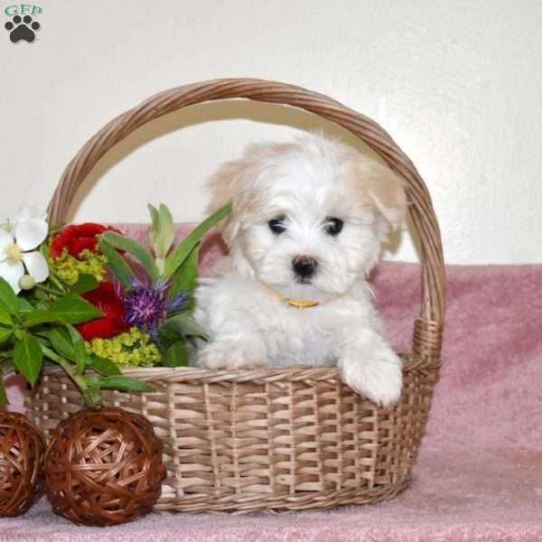 Lucky, Maltese Puppy