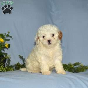 Lucky, Cavapoo Puppy