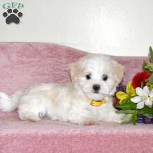 Lucky, Maltese Puppy
