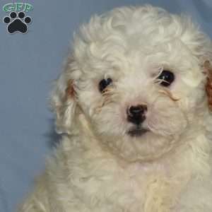 Lucky, Cavapoo Puppy