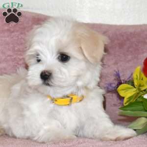 Lucky, Maltese Puppy