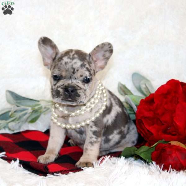 Lucky, French Bulldog Puppy