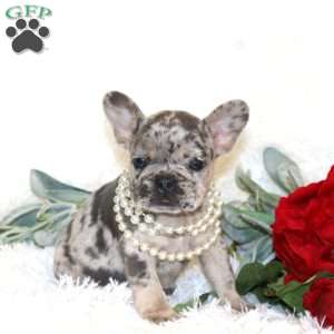 Lucky, French Bulldog Puppy