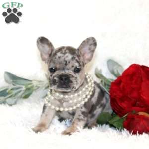 Lucky, French Bulldog Puppy