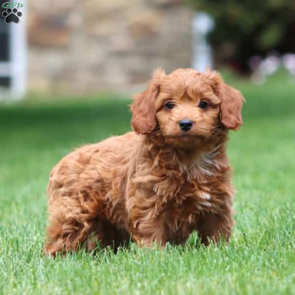Lucky, Cavapoo Puppy