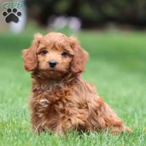 Lucky, Cavapoo Puppy