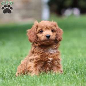 Lucky, Cavapoo Puppy