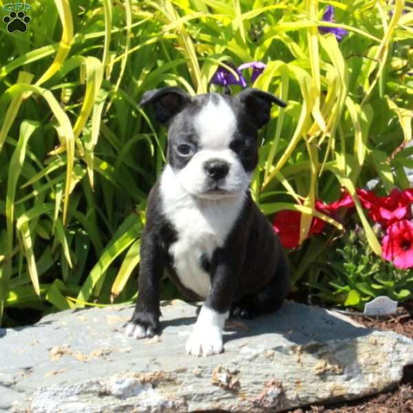 Lucy, Boston Terrier Puppy