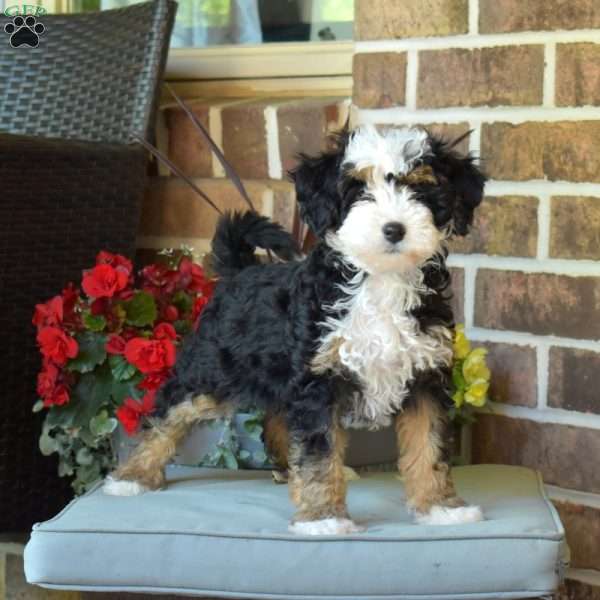 Lucy, Mini Bernedoodle Puppy