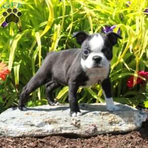 Lucy, Boston Terrier Puppy