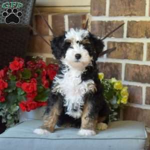 Lucy, Mini Bernedoodle Puppy