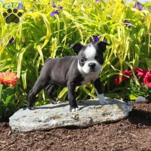 Lucy, Boston Terrier Puppy