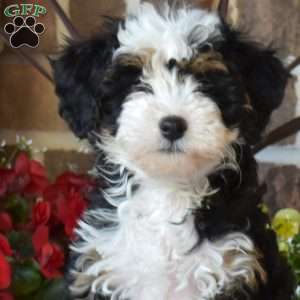 Lucy, Mini Bernedoodle Puppy