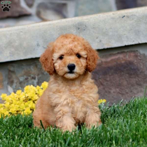 Lucy, Mini Goldendoodle Puppy