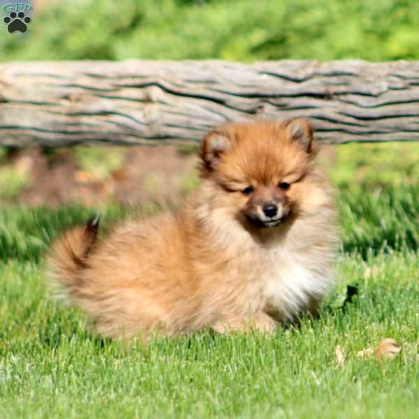Lucy, Pomeranian Mix Puppy