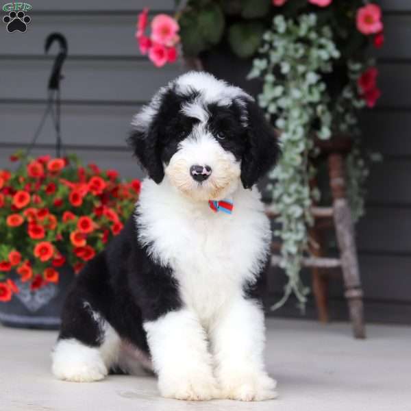 Luke, Sheepadoodle Puppy