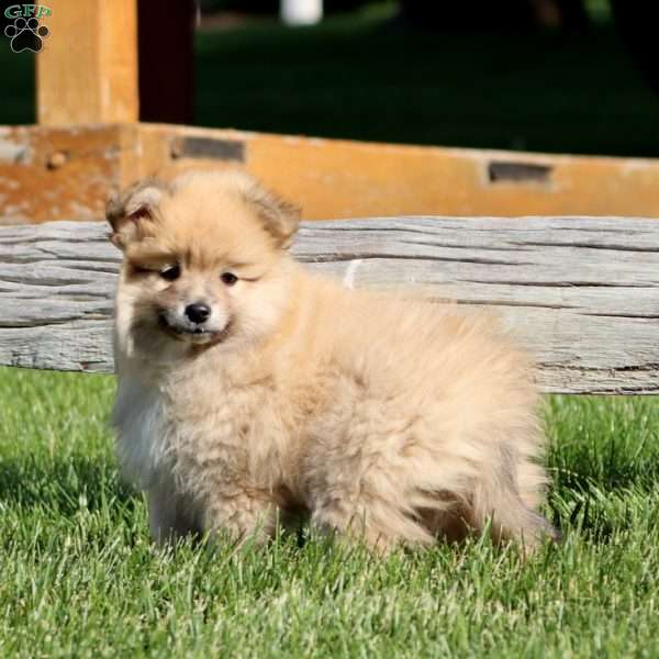 Luke, Pomeranian Mix Puppy