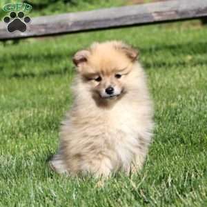 Luke, Pomeranian Mix Puppy