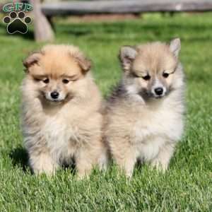Luke, Pomeranian Mix Puppy