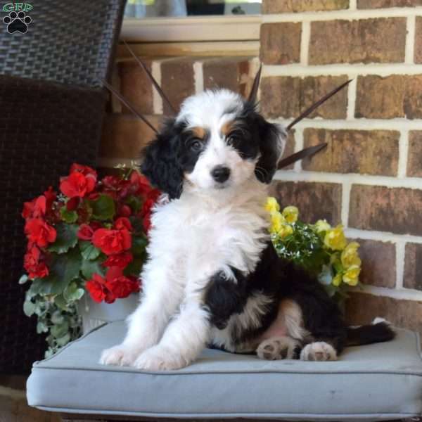 Luna, Mini Bernedoodle Puppy