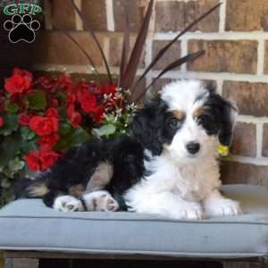 Luna, Mini Bernedoodle Puppy