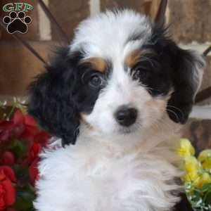 Luna, Mini Bernedoodle Puppy