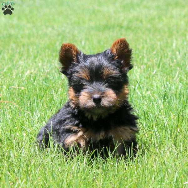 Luna, Yorkie Puppy