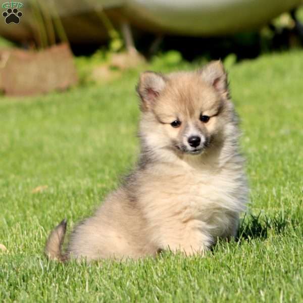 Luna, Pomeranian Mix Puppy