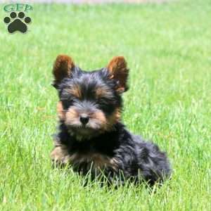 Luna, Yorkie Puppy