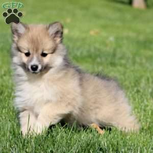 Luna, Pomeranian Mix Puppy