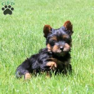 Luna, Yorkie Puppy