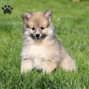 Luna, Pomeranian Mix Puppy