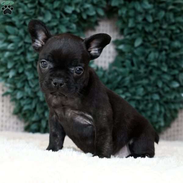 Luna, French Bulldog Puppy