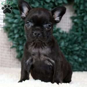 Luna, French Bulldog Puppy