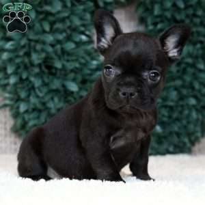 Luna, French Bulldog Puppy