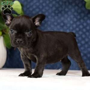 Luna, French Bulldog Puppy