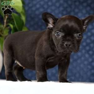 Luna, French Bulldog Puppy