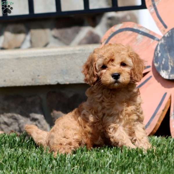Lylah, Mini Goldendoodle Puppy