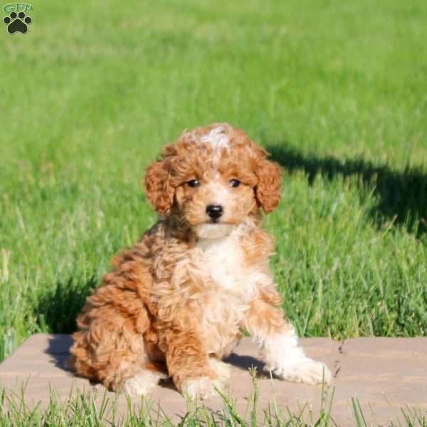 Maddie, Mini Goldendoodle Puppy