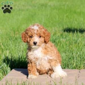 Maddie, Mini Goldendoodle Puppy