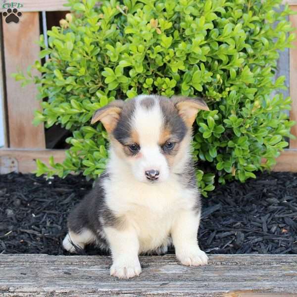 Maddison, Pembroke Welsh Corgi Puppy