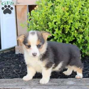 Maddison, Pembroke Welsh Corgi Puppy