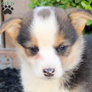 Maddison, Pembroke Welsh Corgi Puppy