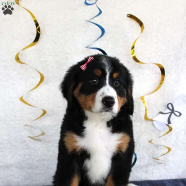 Madison, Bernese Mountain Dog Puppy