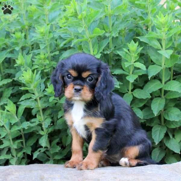 Maggie, Cavalier King Charles Spaniel Puppy