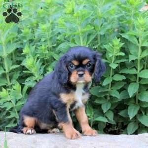 Maggie, Cavalier King Charles Spaniel Puppy