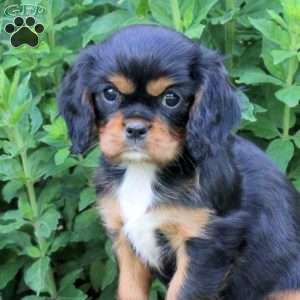 Maggie, Cavalier King Charles Spaniel Puppy