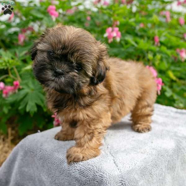 Maggie, Shih Tzu Puppy